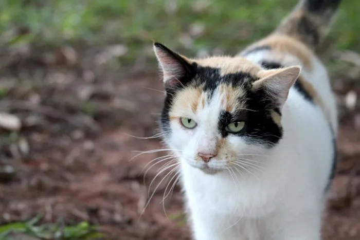 Gato ra a SRD idade 3 anos nome Fia, Pretinho e Lion