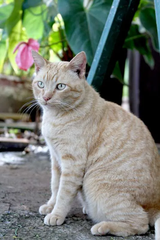 Gato ra a SRD idade 3 anos nome Fia, Pretinho e Lion
