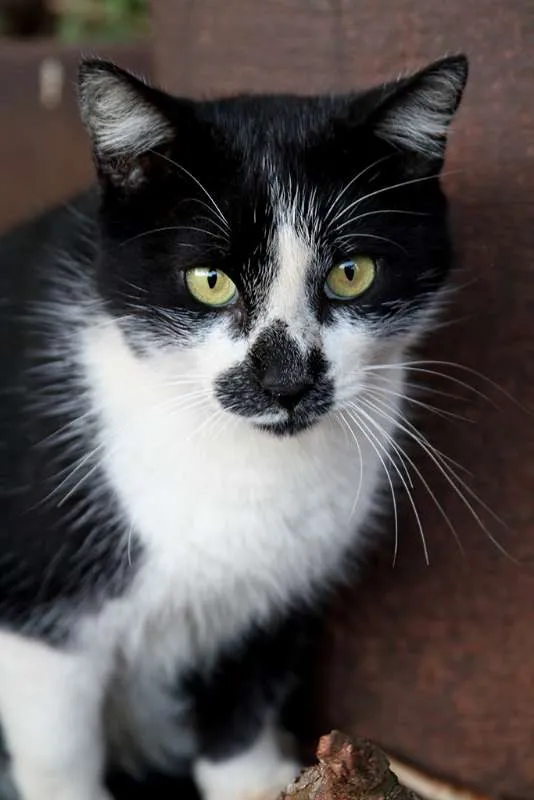 Gato ra a SRD idade 3 anos nome Fia, Pretinho e Lion