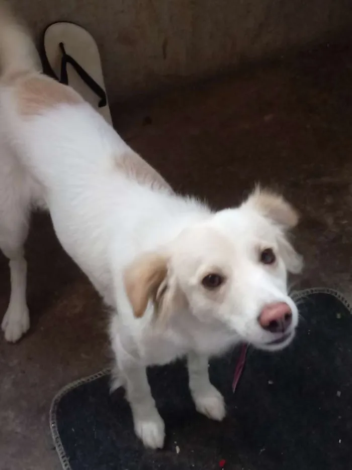 Cachorro raça Vira lata idade 7 a 11 meses nome Mag