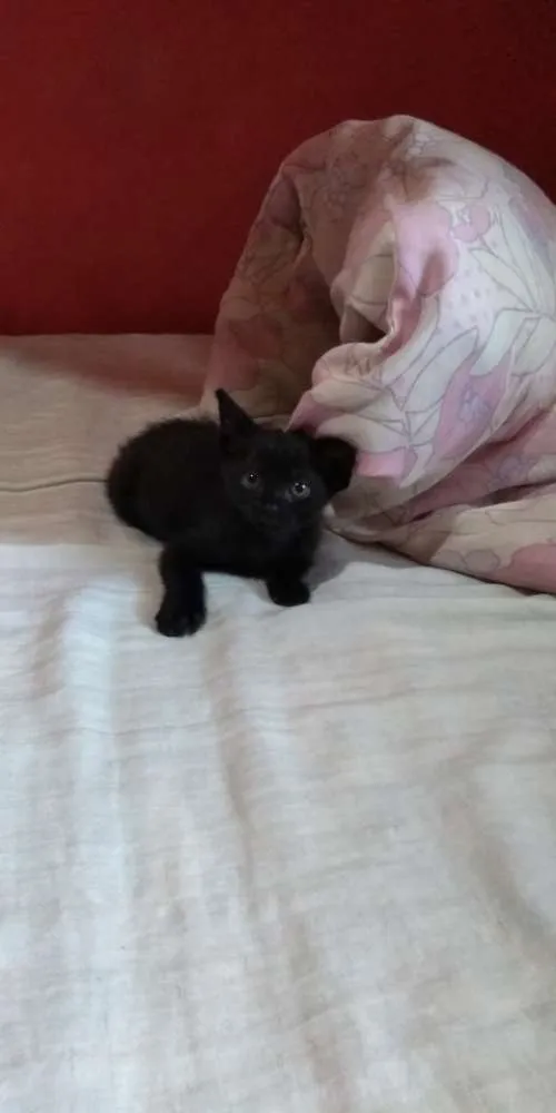 Gato ra a Vira-lata  idade 2 a 6 meses nome Salém e gêmeos