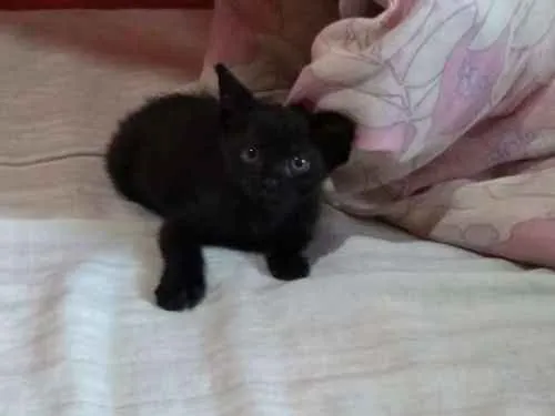 Gato ra a Vira-lata  idade 2 a 6 meses nome Salém e gêmeos