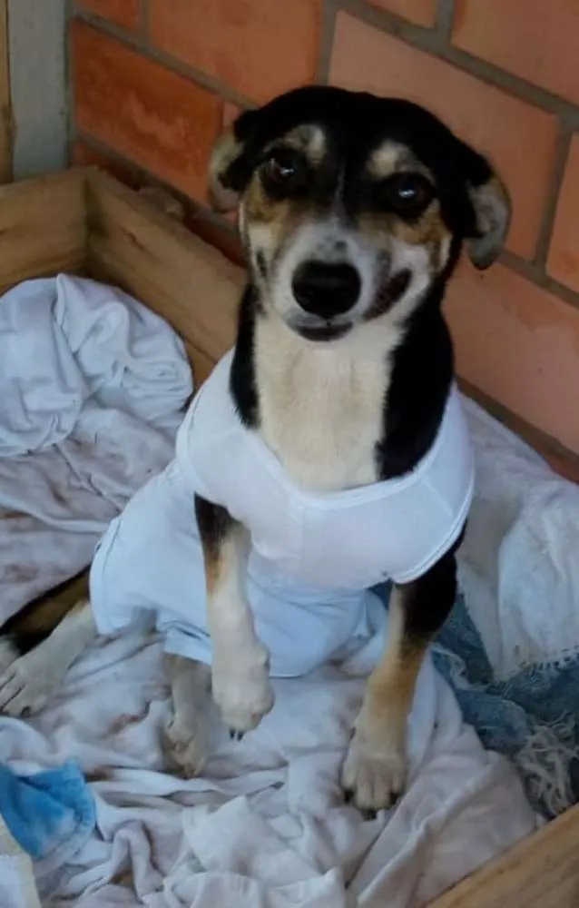 Cachorro ra a SRD idade 2 anos nome Chica