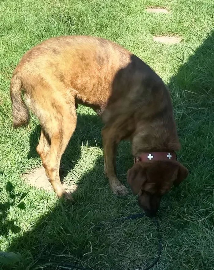 Cachorro ra a Mestiço de fila brasileiro idade 6 ou mais anos nome Tigrão