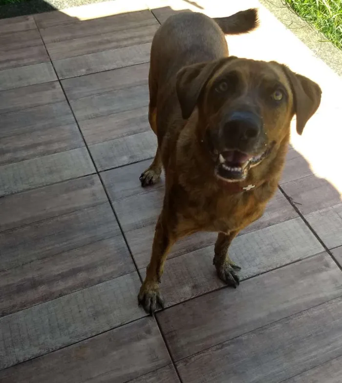 Cachorro ra a Mestiço de fila brasileiro idade 6 ou mais anos nome Tigrão