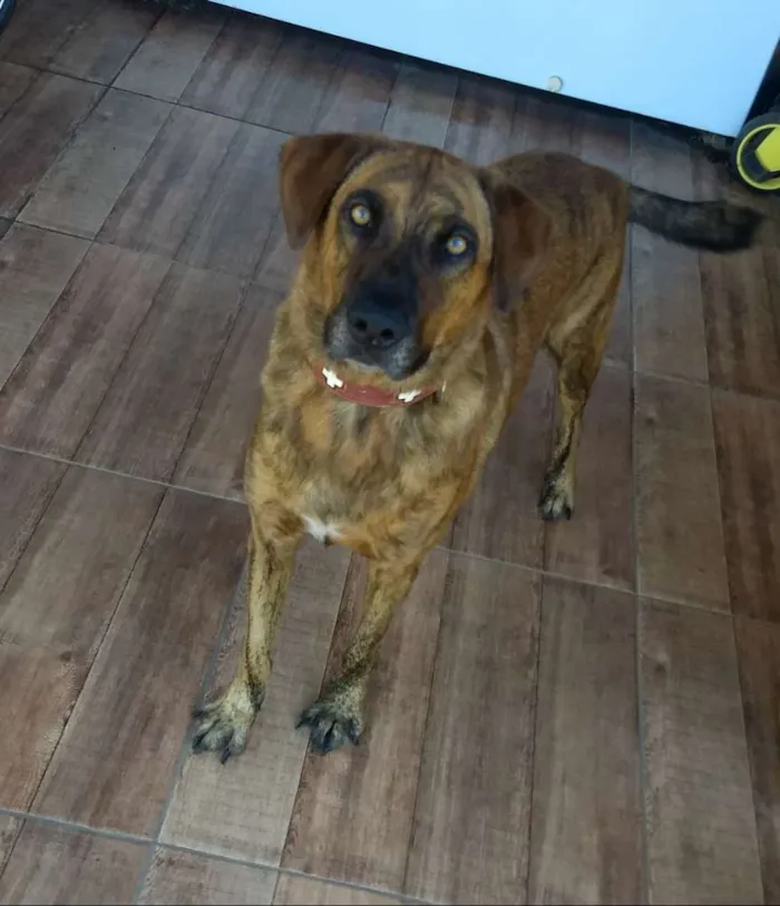 Cachorro ra a Mestiço de fila brasileiro idade 6 ou mais anos nome Tigrão