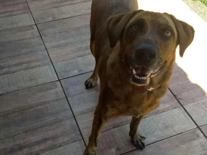 Cachorro ra a Mestiço de fila brasileiro idade 6 ou mais anos nome Tigrão