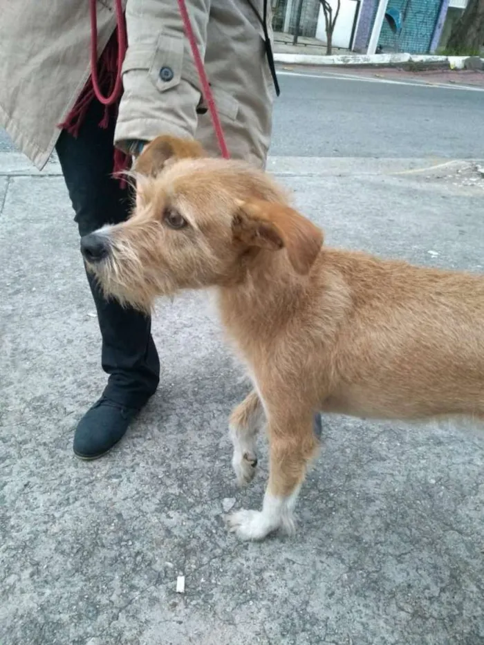 Cachorro ra a SRD idade 2 anos nome Lila