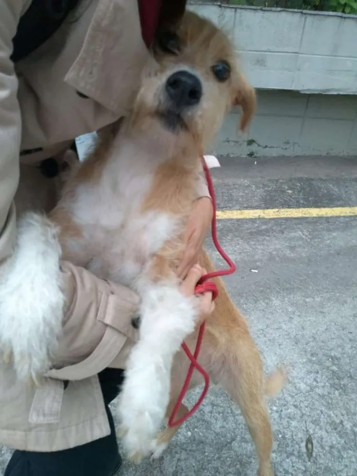 Cachorro ra a SRD idade 2 anos nome Lila