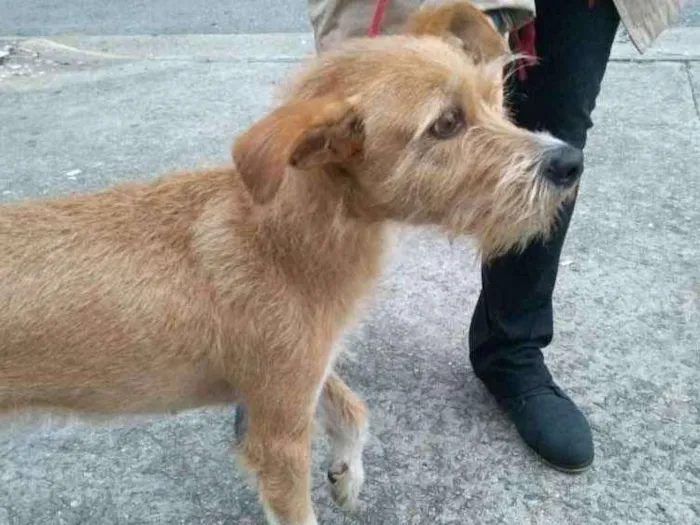 Cachorro ra a SRD idade 2 anos nome Lila