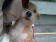 Lila