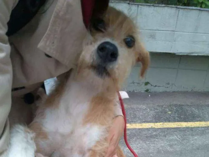 Cachorro ra a SRD idade 2 anos nome Lila