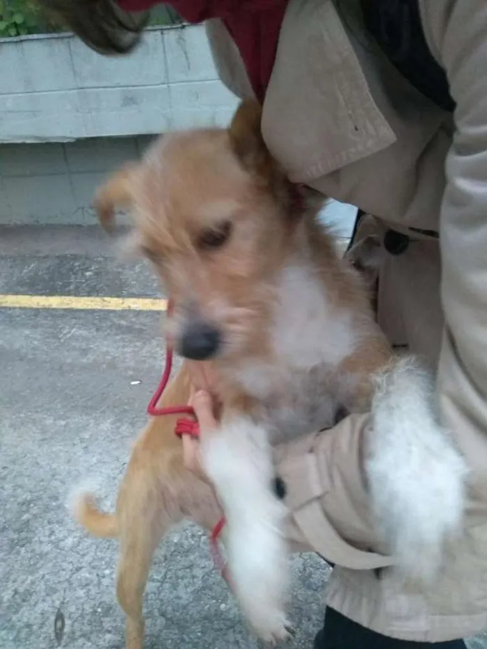 Cachorro ra a SRD idade 2 anos nome Lila
