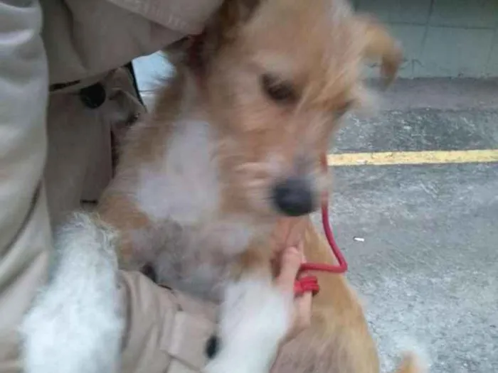 Cachorro ra a SRD idade 2 anos nome Lila