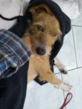 Lila