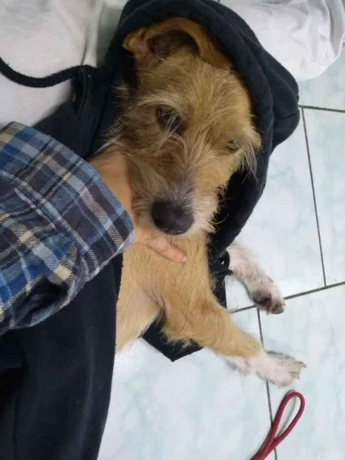 Cachorro ra a SRD idade 2 anos nome Lila