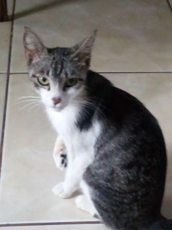 Gato ra a não sei idade 1 ano nome Nina