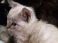 Lis