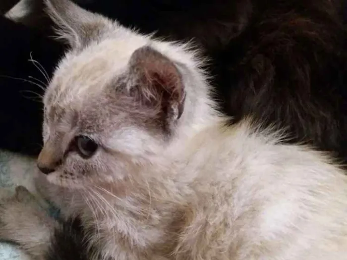 Gato ra a Sem raça definida idade 2 a 6 meses nome Lis