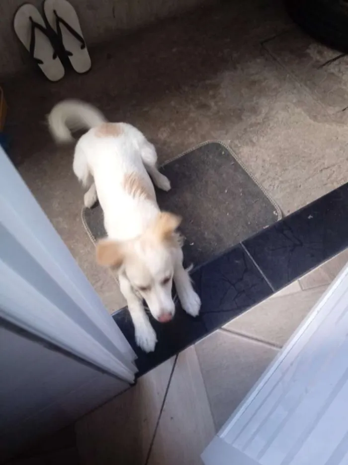 Cachorro raça Vira lata idade 7 a 11 meses nome Mag