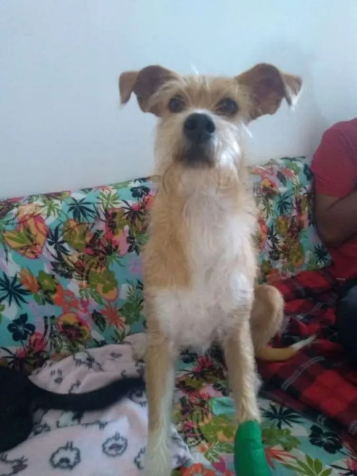 Cachorro ra a SRD idade 2 anos nome Lila