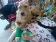 Lila