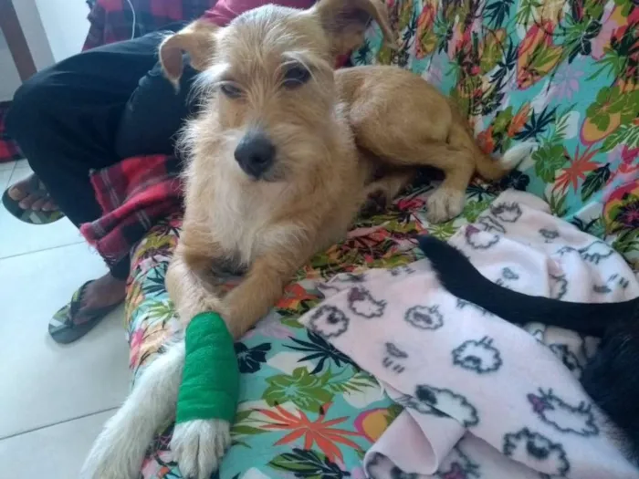 Cachorro ra a SRD idade 2 anos nome Lila