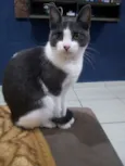 Gato raça  idade 2 a 6 meses nome Marsha
