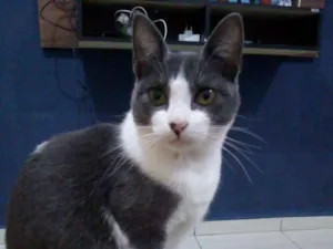 Gato raça  idade 2 a 6 meses nome Marsha
