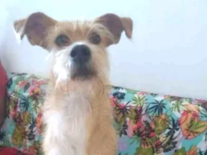 Cachorro raça SRD idade 2 anos nome Lila
