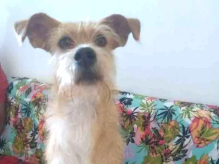 Cachorro ra a SRD idade 2 anos nome Lila