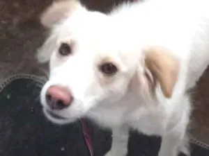 Cachorro raça Vira lata idade 7 a 11 meses nome Mag