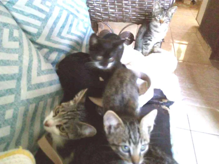 Gato ra a não sei idade 1 ano nome Nina