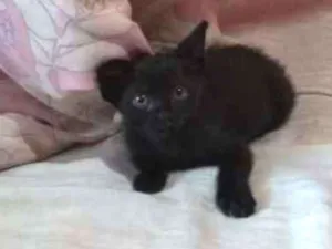 Gato raça Vira-lata  idade 2 a 6 meses nome Salém e gêmeos