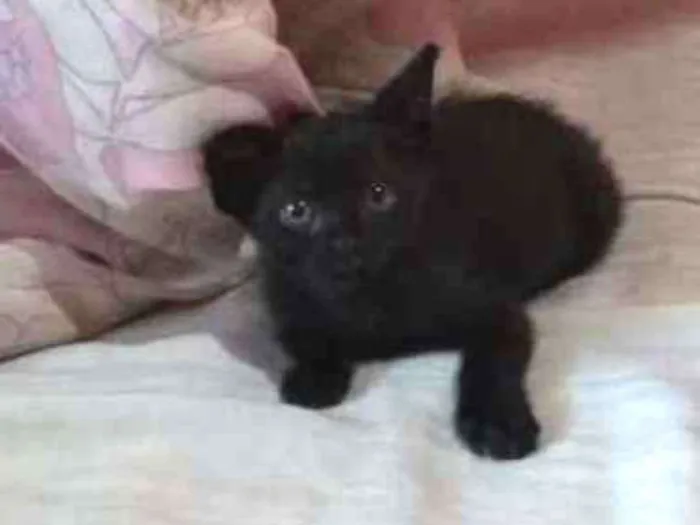 Gato ra a Vira-lata  idade 2 a 6 meses nome Salém e gêmeos