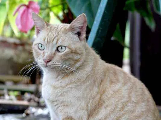 Gato ra a SRD idade 3 anos nome Fia, Pretinho e Lion