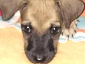 Cachorro raça SRD idade Abaixo de 2 meses nome Sem nome 1