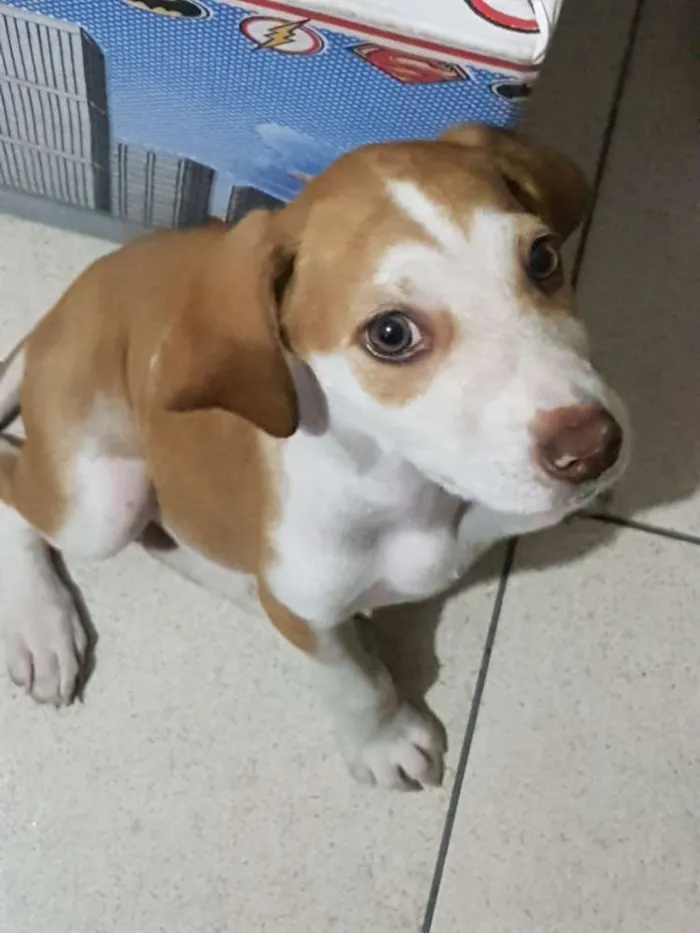 Cachorro ra a SRD idade 2 a 6 meses nome Roberto Miguel