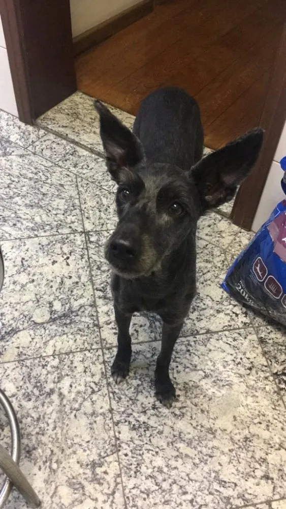 Cachorro ra a Vira-lata idade 6 ou mais anos nome KIKA