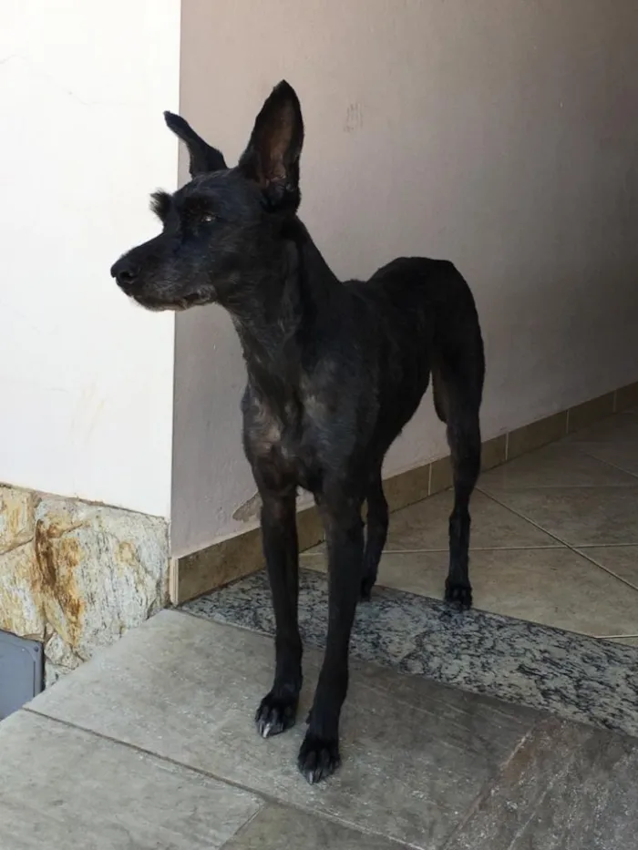 Cachorro ra a Vira-lata idade 6 ou mais anos nome KIKA