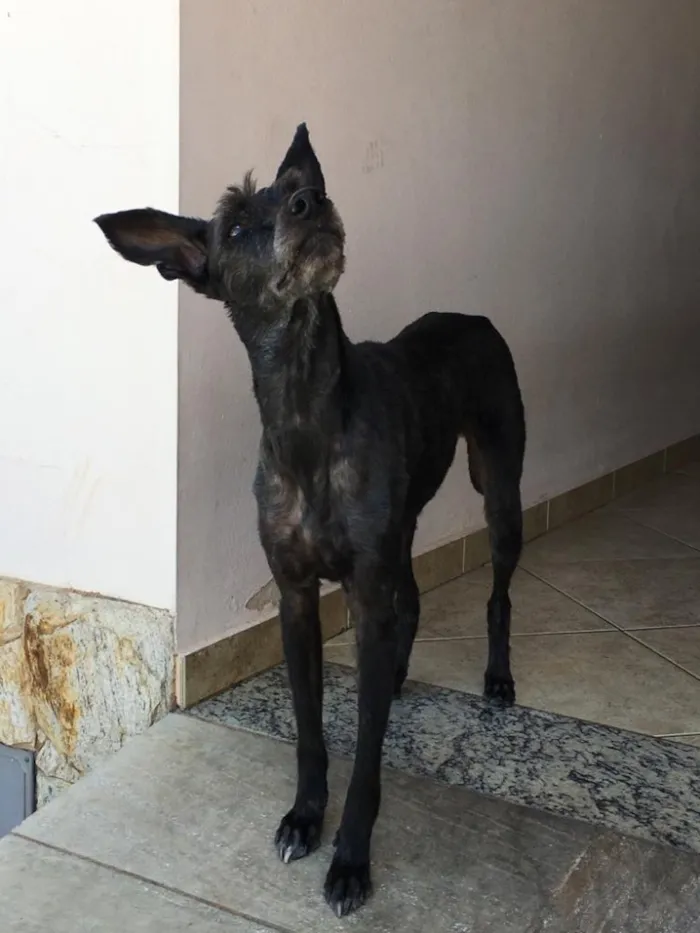 Cachorro ra a Vira-lata idade 6 ou mais anos nome KIKA