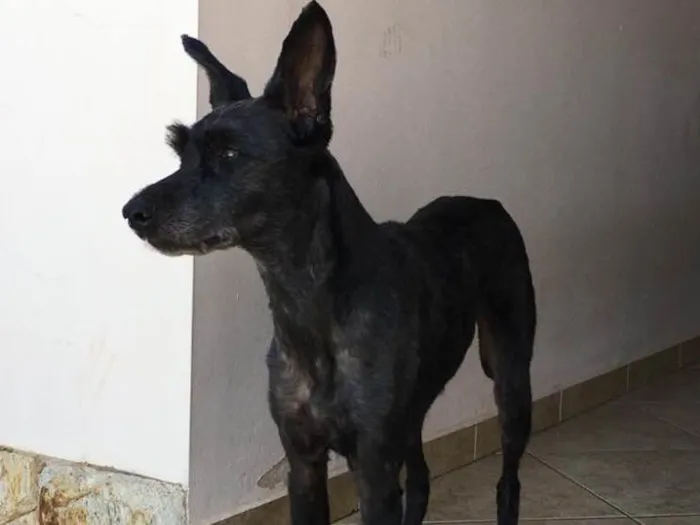 Cachorro ra a Vira-lata idade 6 ou mais anos nome KIKA