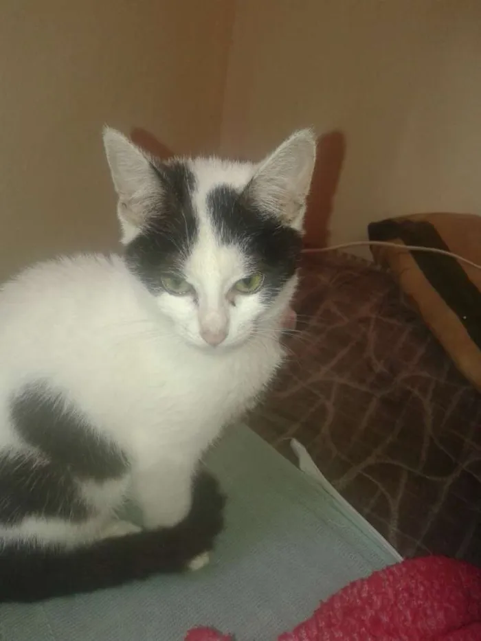 Gato ra a srd idade 2 a 6 meses nome lula