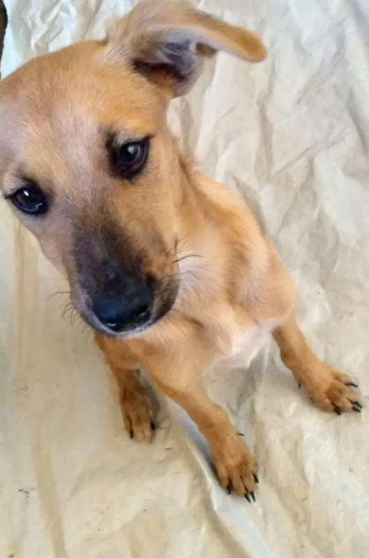 Cachorro raça Não definida idade 2 a 6 meses nome Tulipa e Violeta