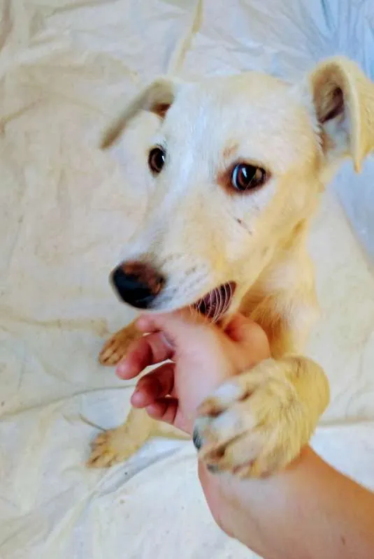 Cachorro raça Não definida idade 2 a 6 meses nome Tulipa e Violeta