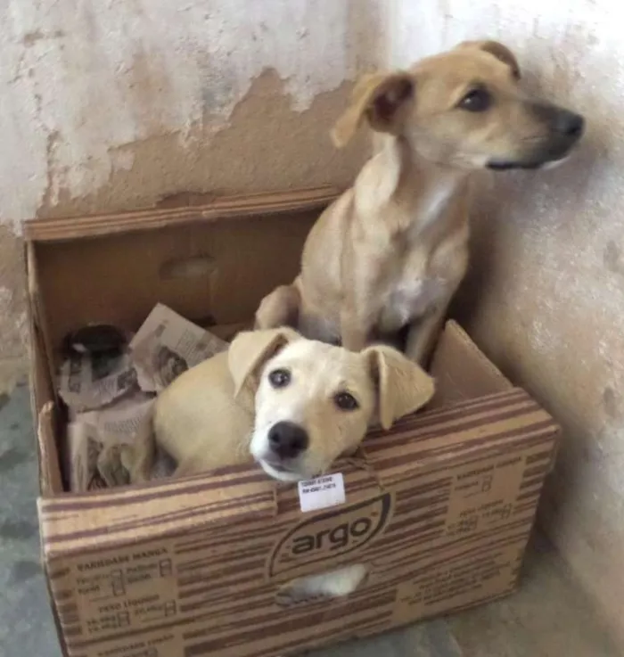 Cachorro raça Não definida idade 2 a 6 meses nome Tulipa e Violeta