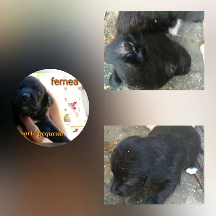 Cachorro raça Srd idade Abaixo de 2 meses nome Sem nome