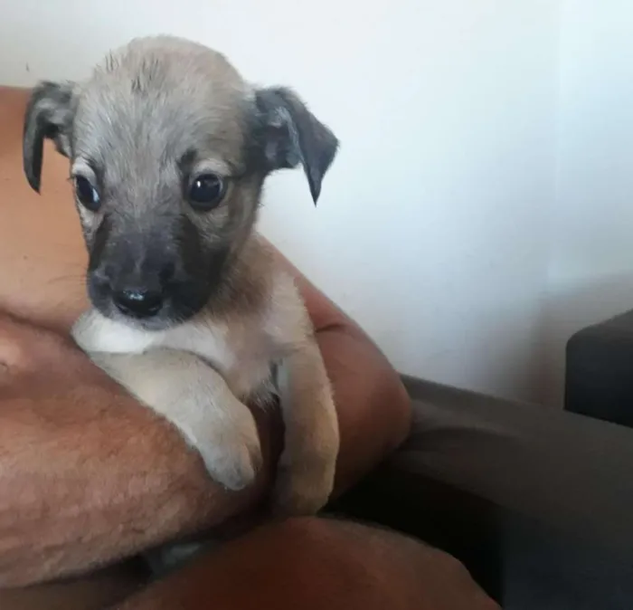 Cachorro raça Srd idade 2 a 6 meses nome Sem nome