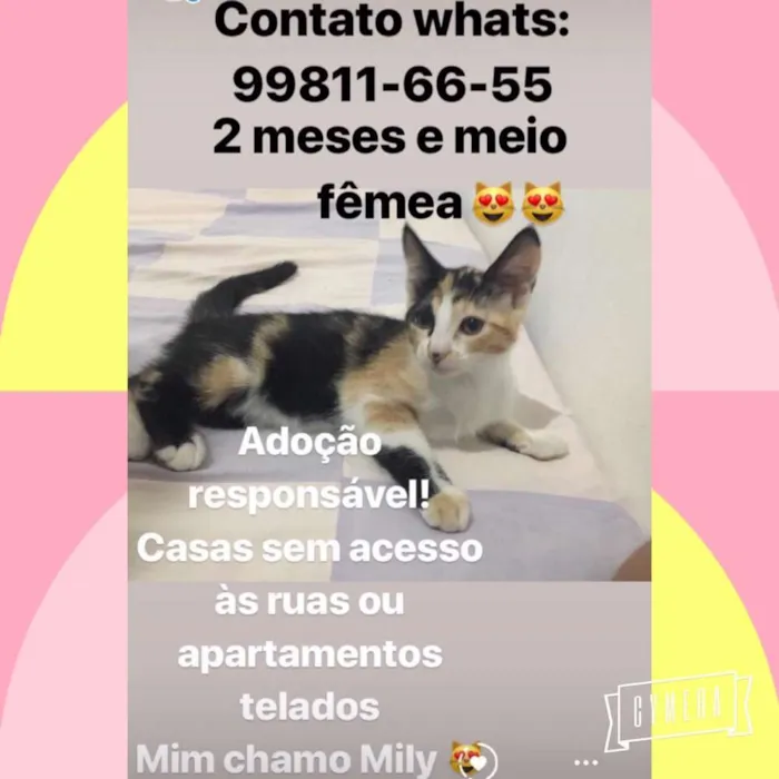 Gato raça Srd idade 2 a 6 meses nome Sem nomes