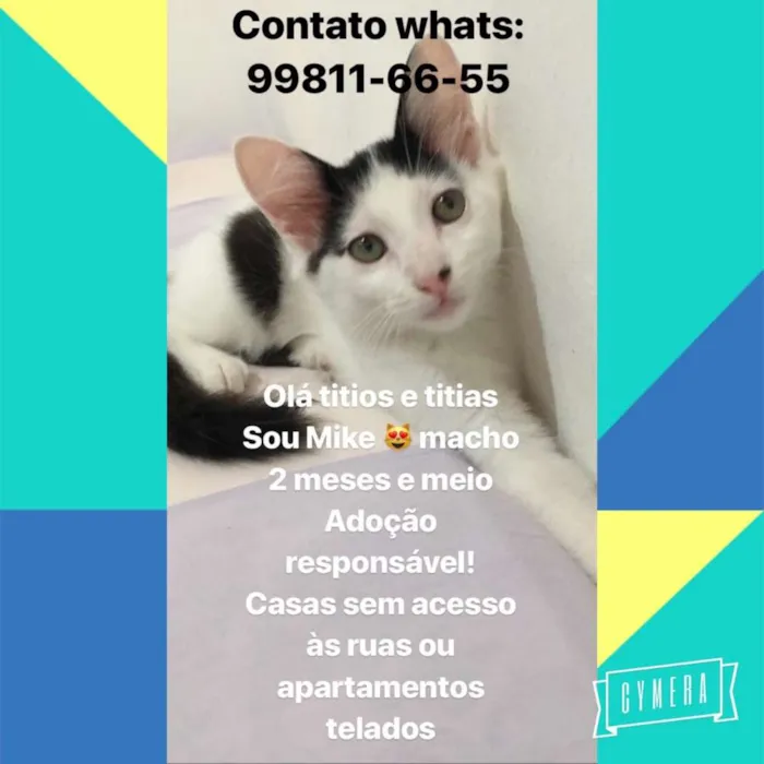 Gato raça Srd idade 2 a 6 meses nome Sem nomes